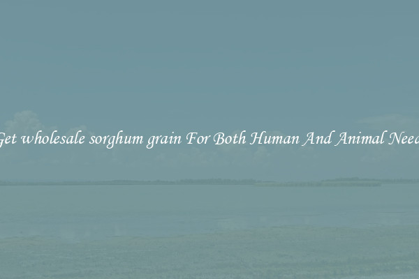 Get wholesale sorghum grain For Both Human And Animal Needs